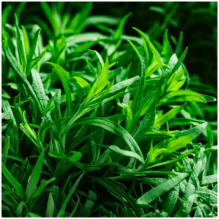 Tarragon Plus flavour